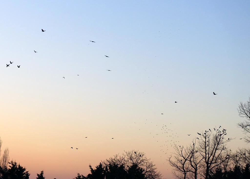 birds-dusk-botley-1024