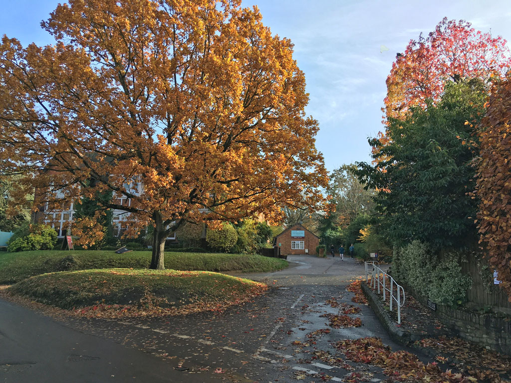 tree-lane-autumn